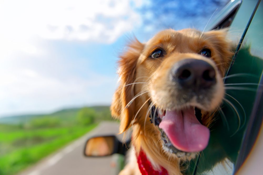 Comment habituer son chien à monter en voiture ?