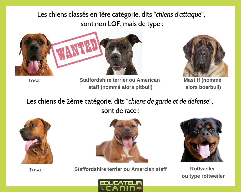 Les chiens de catégorie 1 et 2 dits « chiens dangereux »  Ministère de  l'Agriculture et de la Souveraineté alimentaire