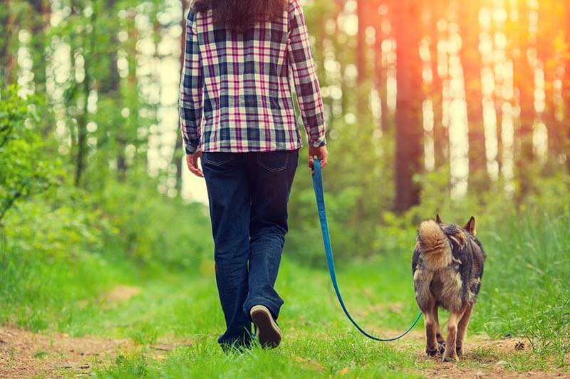 Promener son chien : la laisse est-elle vraiment obligatoire partout ? 